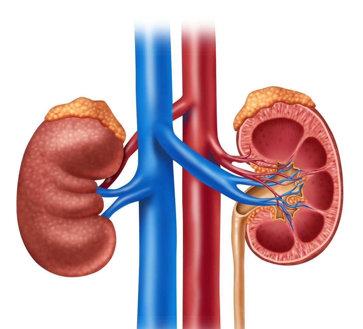 福星|三味草药煮水喝，悄悄试试，肾病患者的“福星”