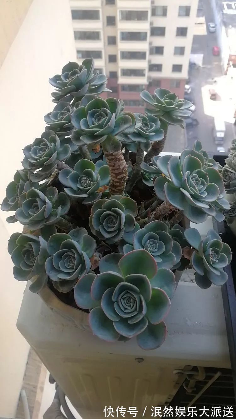 蚧壳虫|为肉痴狂!多肉植物也会用最美的容颜报答我们的勤劳付出!