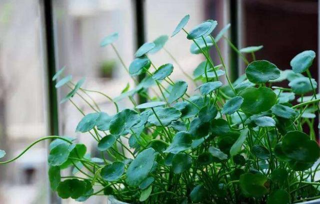 养花就用它来浇,怎么浇都肥,怎么养都好,植物很容易爆盆