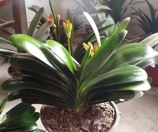 花草|养花不用买土,用这几样东西掺一块儿,种什么花草都旺