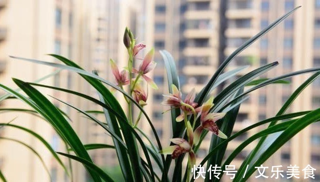 颗粒|老花农养兰花，用3种植料，兰花不烂根，芽蹭蹭冒，花呼呼开