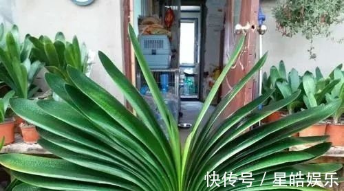 君子兰长势差,都怪盆底没有养花肥,两种料加进去呼呼长新叶开花