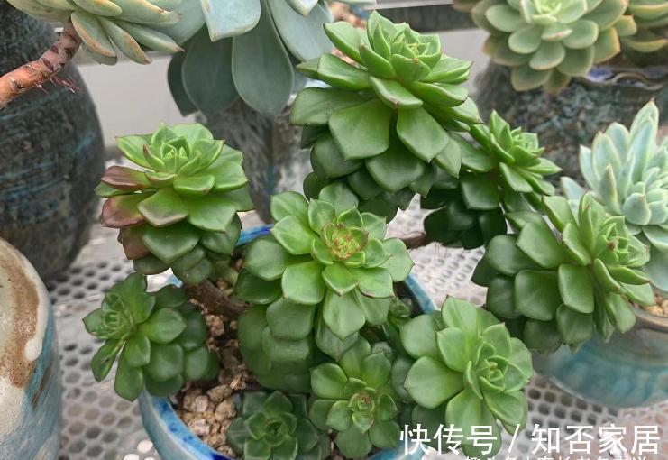 多肉长新叶，老叶片不消耗，原因大概有3种，能保证两点就别管它
