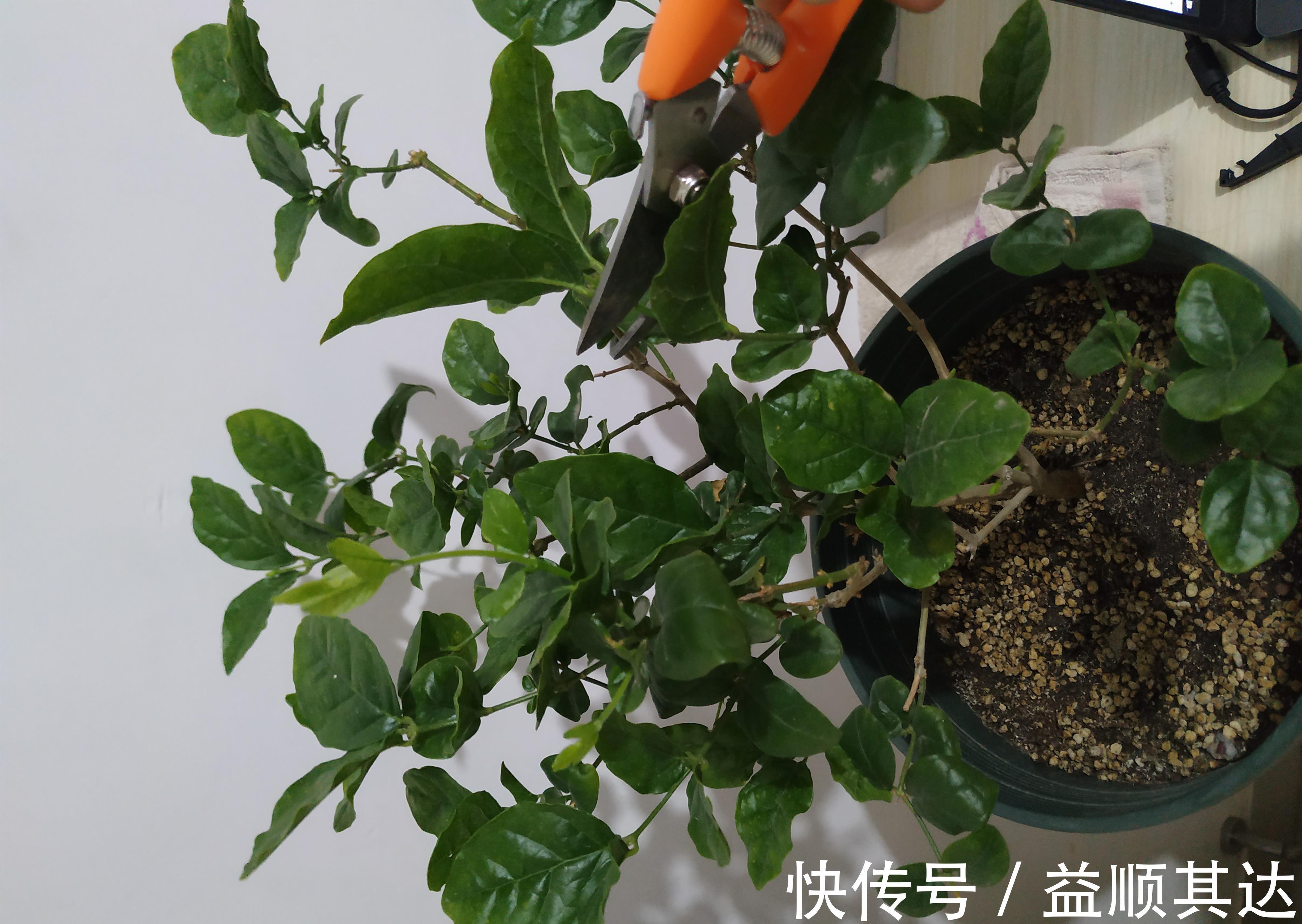 植物|三角梅长寿花不开花？用点“小手段”，催出满盆花苞，就是欠修理