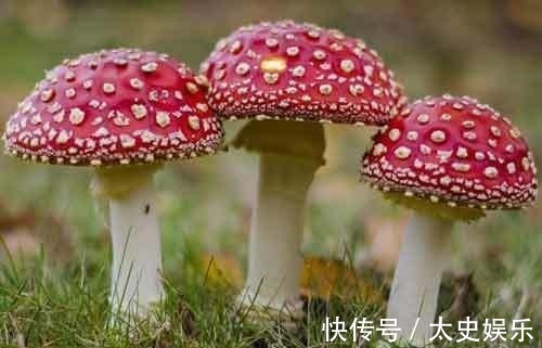 南天竹|路边见到这几种野花，躲得远远的，碰都碰不得