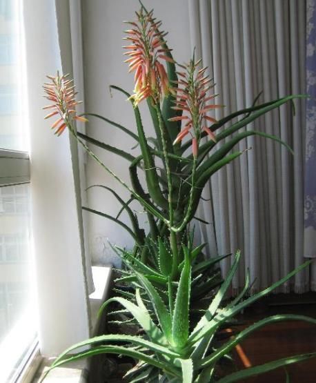 养芦荟,用上这“5招”,一棵变群生,还能开花