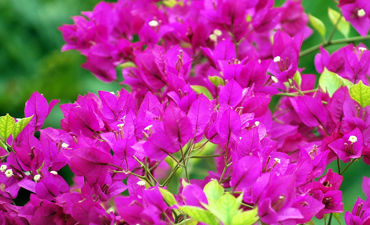 三角梅打顶后分枝少那就让三角梅换个姿势养，分枝多又壮