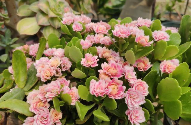 番杏科|如果你养不好多肉,就养这5种,它们不仅开花美,而且好养花期长