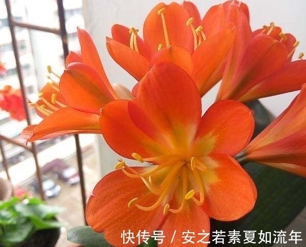 叶片怕水的6种花,浇水最好直接“灌”,不然黄叶、烂心又黑腐