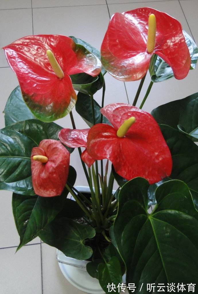 红掌|7种“吉利花”,家里养一盆,顺顺当当又漂亮,养人又旺家