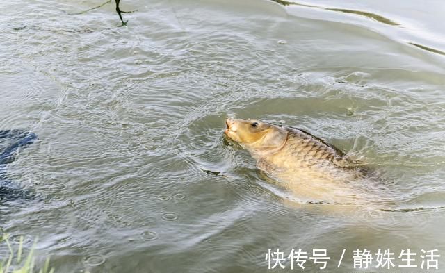 黑坑钓鱼心得分享,不想空手而归,推荐钓友看完收藏