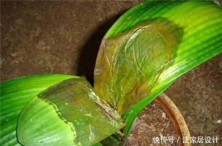 叶片怕水的6种花,浇水最好直接“灌”,不然黄叶、烂心又黑腐