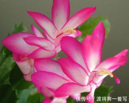 阳台养花就选此款花卉,花开美观又大气,绚丽多姿,花香怡人