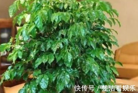 叶片|自带“财气”的3种花,家里一定要养,添福添吉日子越过越红火