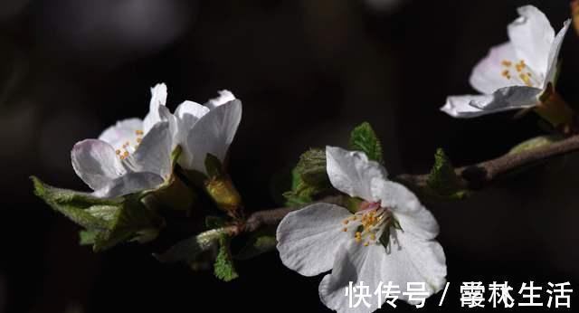 七言绝句|苏轼不多见的七言绝句,而其中感慨人生的悲凉,也是少见