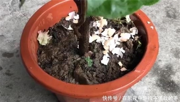 花盆里撒一把，不管多蔫多难养的花，几天根壮叶绿，不黄叶不烂根