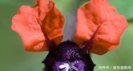 动物|花儿也疯狂,明明是花,就是不认输,非要长的和动物一模一样