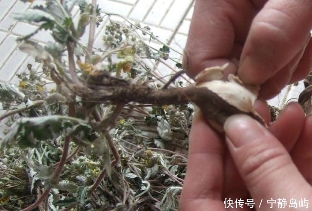 农村一种植物，地下藏着“大鸡腿”，生吃美味，还能治咳嗽！