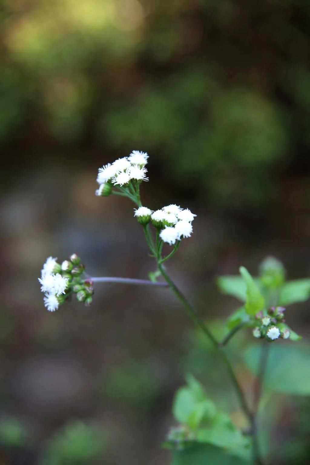 千里光|野趣一日，发现桃花岭的22种秋天