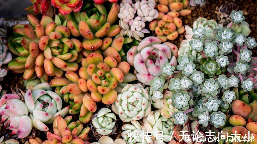 生石花|5种一般人养不活的多肉,入坑前要做“功课”,不然养一盆死一盆