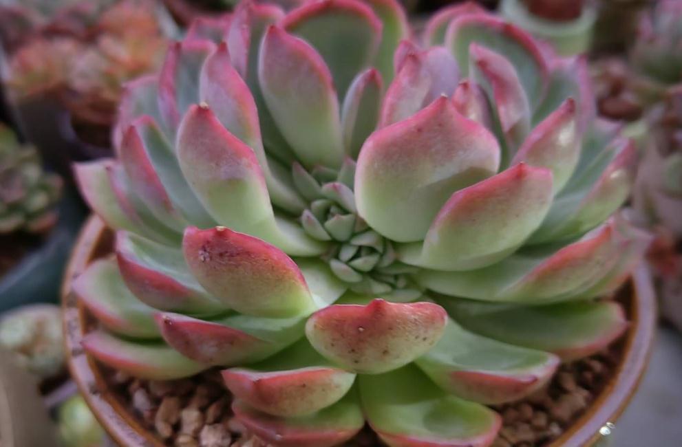 分享配土和浇水经验，包教包会，你不来瞅瞅