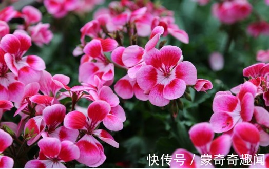 此款小花,漂亮好养,花色鲜艳,花形优美,养在阳台绽放炽热的美