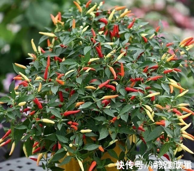 幼苗|一盆五彩椒有上百个果实,做好这几点可连续开花结果几年
