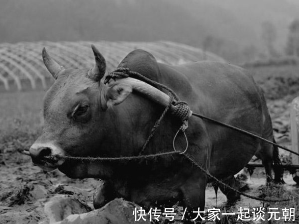 牛比$古人讲“只有累死的牛,没有耕坏的田”,究竟是个什么意思