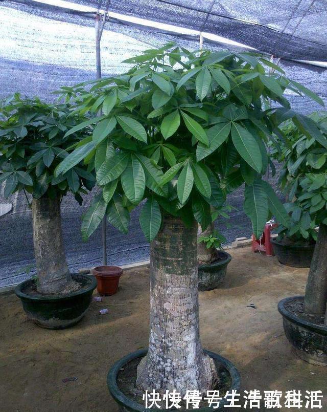 幸福树|不管什么花都放在阳台上，太拥挤了，这几种花放在客厅寓意更佳