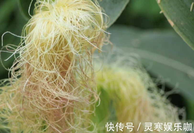 一根玉米须等于“2两金”，用来煮水是个宝，用干的还是湿的？