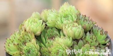 3种多肉植物，号称“爆崽小能手”，上色美长满盆，养成群生老桩
