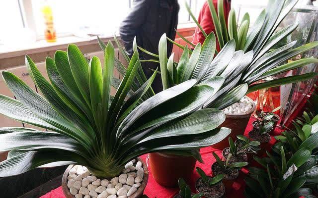 20种吉利大盆栽，客厅放一盆，吸收废气去异味，寓意好更养人
