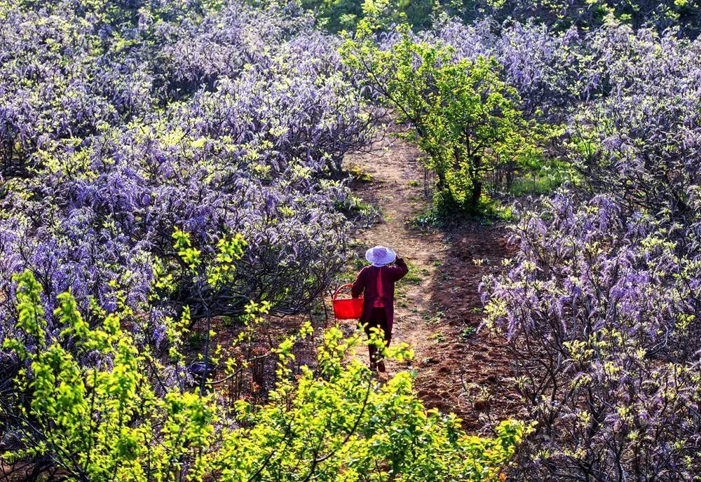 太美了！2021年铜山最新赏花地图出炉！竟有这些地方可以游玩儿…