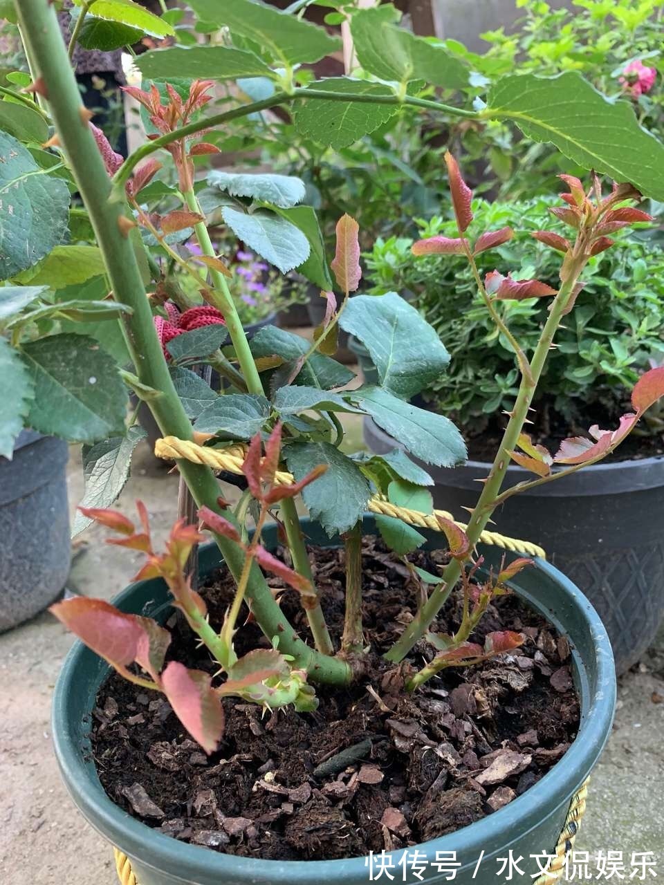 花芽|阴雨天来了，月季黑斑、卷叶子，赶紧剪、喷点药，半月就开花