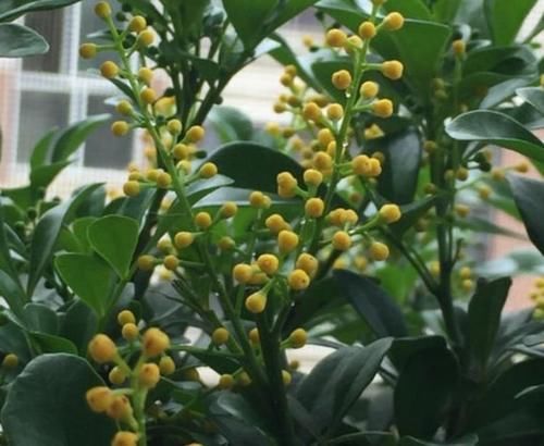 4种漂亮花，好打理，开起花来“拦”不住，美不胜收，你养了吗