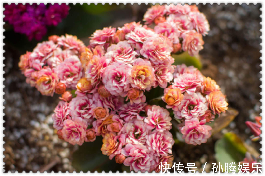 养长寿花,“1个部位”不及时剪,新芽长得慢,影响开花