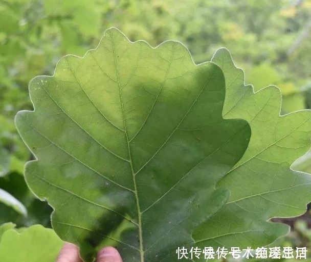 桲椤叶饼|这种树叶煮后香气四溢，包粽子一绝，出口国外我们都没有见过
