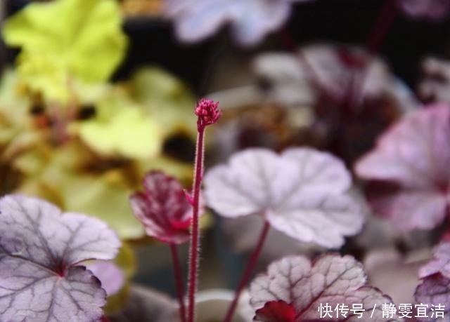 她家从不养绿萝，就养4种“颜值花”，叶子比花还好看