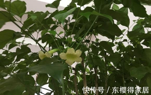 养花通用大法，“干养根，湿养叶”，能满足这1点，不愁养不好