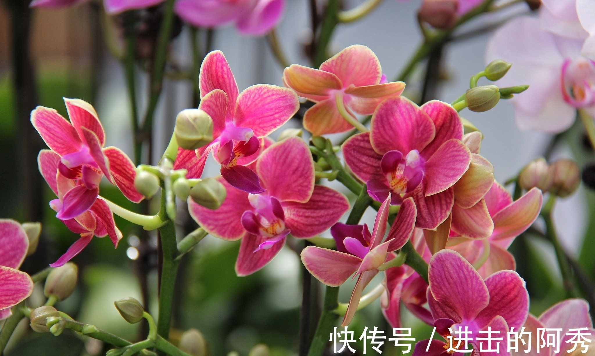 20种“坑人花”,真的很难养,没有三五年的养花经验,别入坑