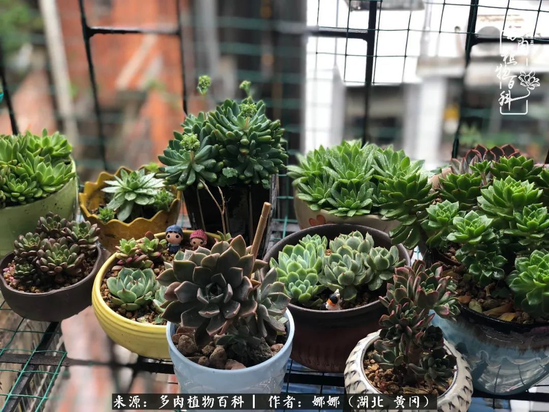 遇上多肉,遇上美好,情不知所起,一往而深!