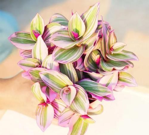 吊兰中的贵族“油画婚礼”,一叶多色,好养易活,自带浪漫气息