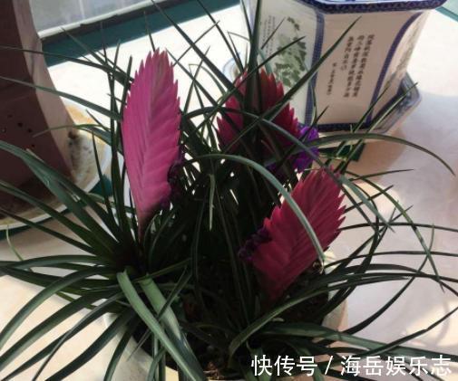 此花叫紫花凤梨 花型独特 花期长 适应性强 忒适合室内盆栽 粉紫色