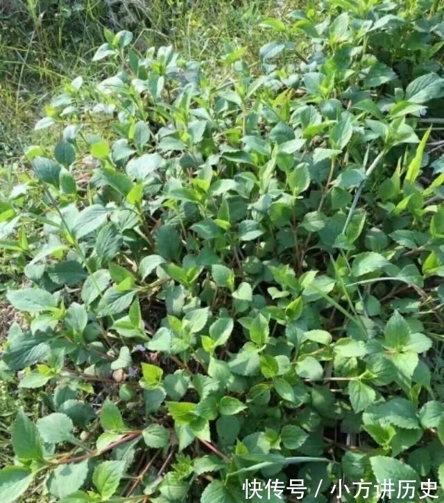 清热解毒|农村有种野菜,闻着臭吃着香,清热解毒还降火