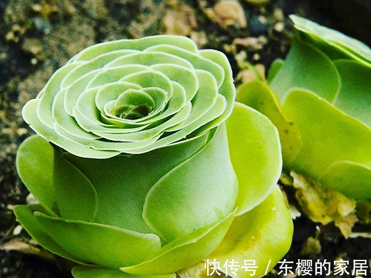 夏天|张大哥养肉10多年,总结出4个“耐热品种”,肉迷都喜欢