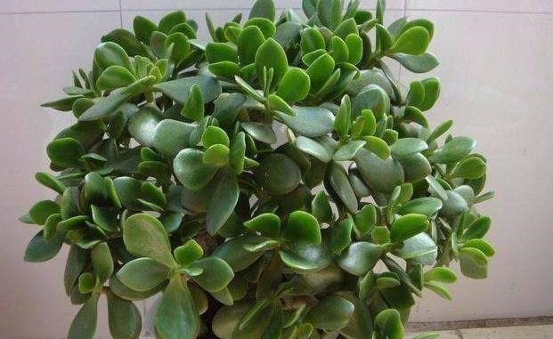 懒人不适合养花？错！选择5种花，不挑土，耐干旱，不管它都长！