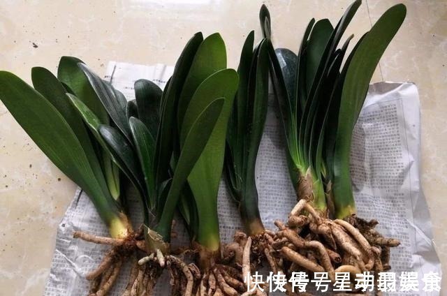 叶土|君子兰盆里放2样东西,啥肥不用给,照样花苞多、叶满盆