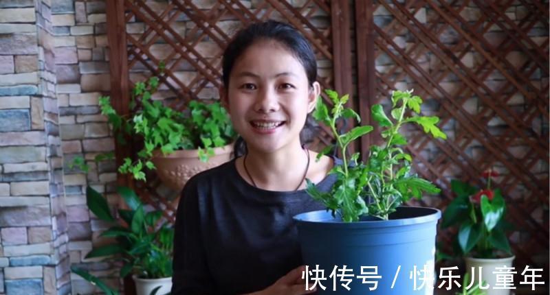 爆盆|此种花,养在防盗窗也能爆盆,现在正是它的主场