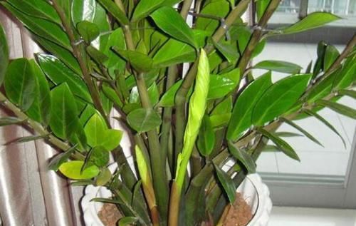 花海|吴大姐养花,7天浇一次肥水,土壤肥沃疏松,家里成花海