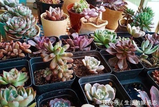 学问|给多肉浇水是门学问，5种方法，让你弄清楚该如何正确补水！